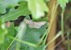 Idaea humiliata