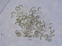 Nostocales