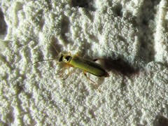 Metacantharis clypeata