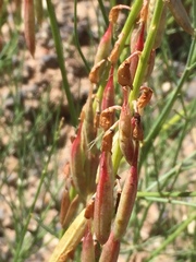 Astragalus lonchocarpus