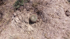 Mammillaria wagneriana