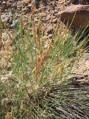 Astragalus lonchocarpus