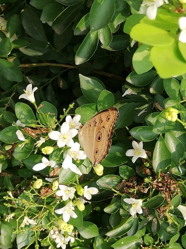 Oriental Peacock Pansy