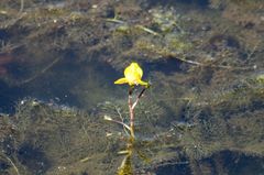 Utricularia australis