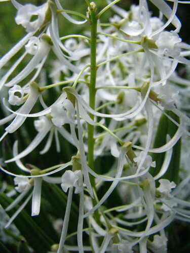 Furrowed Pencil Orchid (Dendrobium wassellii)