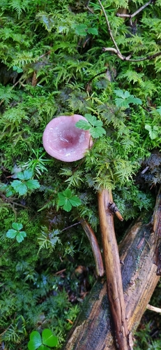 Russula