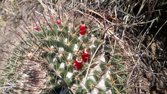 Mammillaria wagneriana