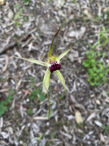 Image of Caladenia thinicola by (c) John Van Den Nouwelant, some rights reserved (CC BY)