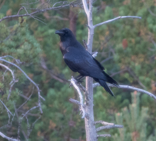 Cuervo grande (Corvus corax)