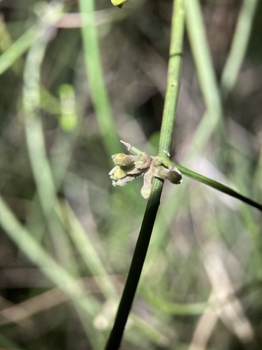 Image of Clematis afoliata by (c) Michael Berardozzi, some rights reserved (CC BY)