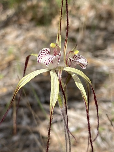 Image of Caladenia chapmanii by (c) John Van Den Nouwelant, some rights reserved (CC BY)