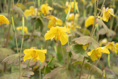 Himalayan Woodland Poppy (Cathcartia villosa)