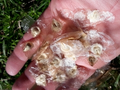 Amphilophium crucigerum