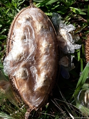 Amphilophium crucigerum