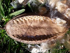 Amphilophium crucigerum