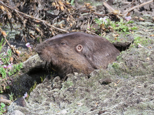 Merriam's pocket gopher