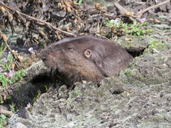 Cratogeomys merriami