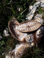 Amphilophium crucigerum