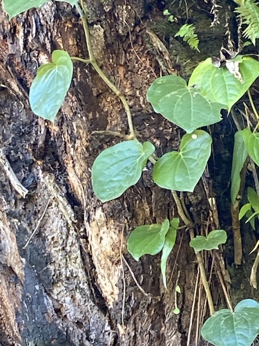 Piper ponapense observed 2024-09-05