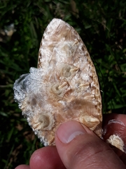 Amphilophium crucigerum