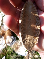 Amphilophium crucigerum