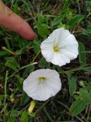 Convolvulus arvensis