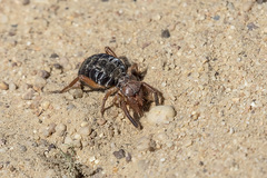 Gluvia dorsalis