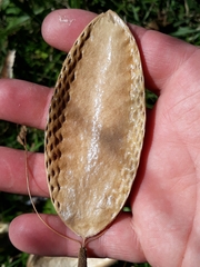 Amphilophium crucigerum