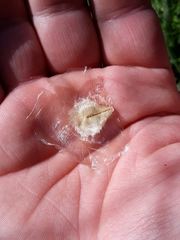 Amphilophium crucigerum