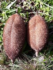 Amphilophium crucigerum