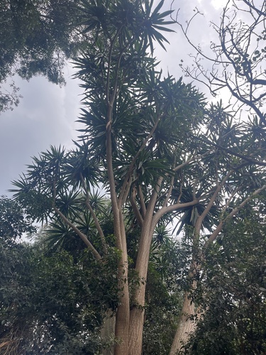 Dracaena steudneri, photograph 4