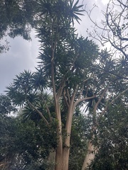 Dracaena steudneri, photograph (c) Elliot Greiner, some rights reserved (CC BY)