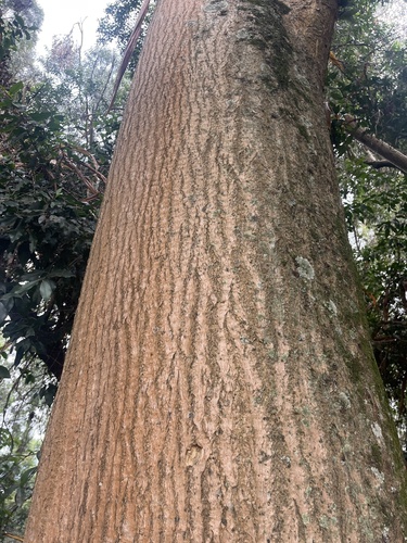 Dracaena steudneri, photograph 5