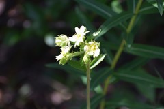Drymocallis convallaria
