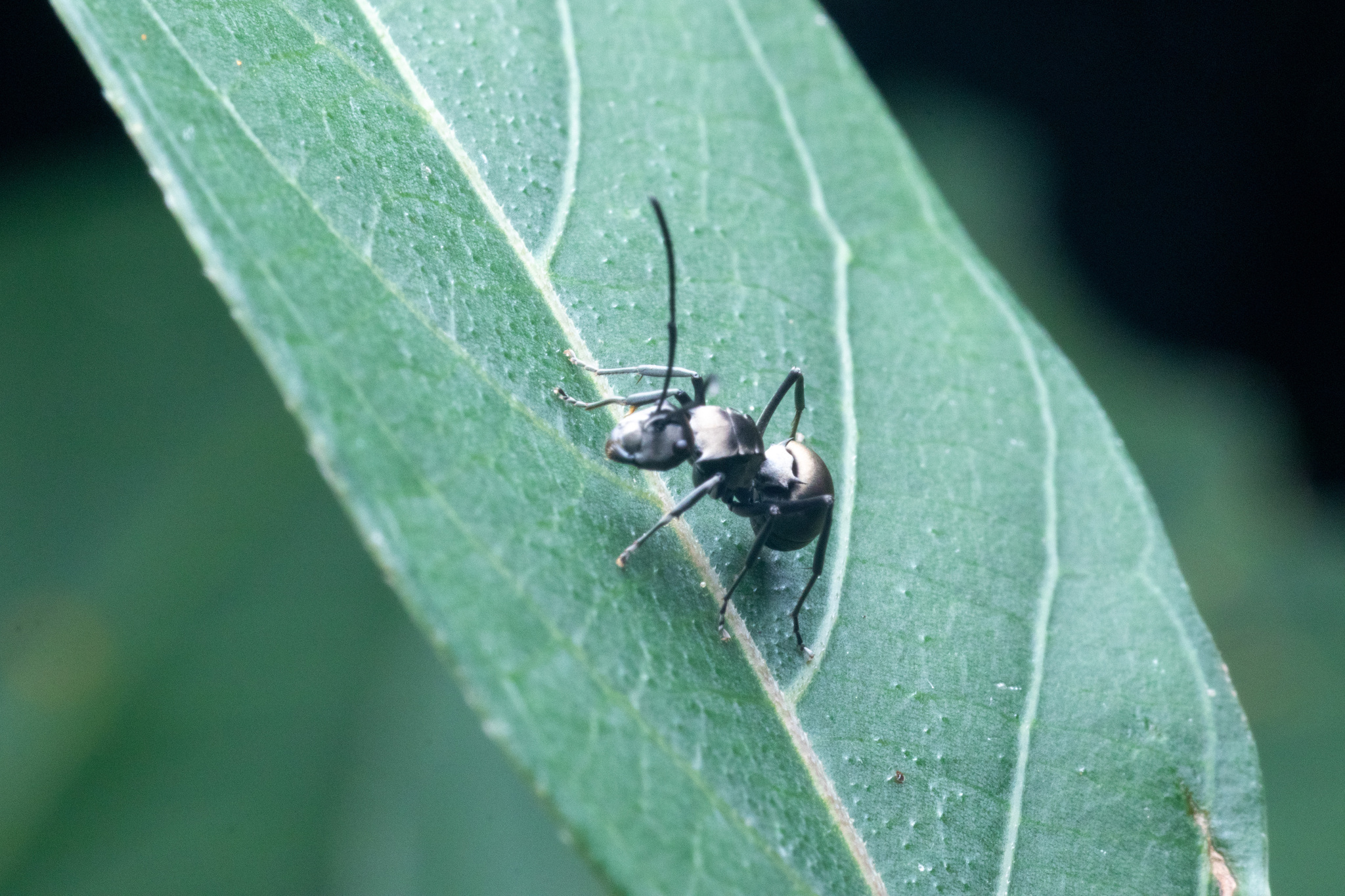 Polyrhachis latona
