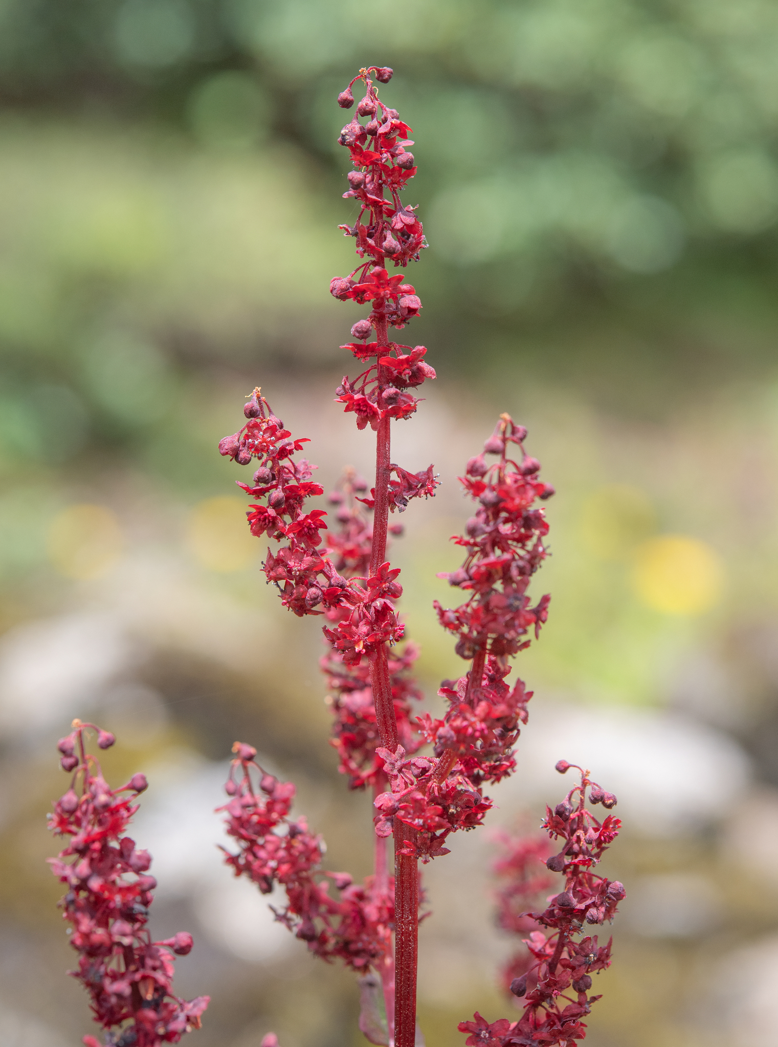 Himalayan Rhubarb (Rheum acuminatum)