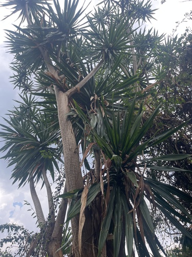 Dracaena steudneri, photograph 3