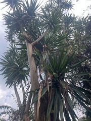 Dracaena steudneri, photograph (c) Elliot Greiner, some rights reserved (CC BY)