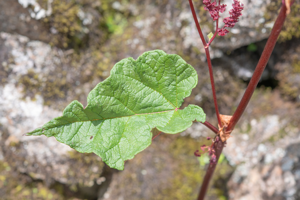 Rheum acuminatum; photograph (c) Morten Ross, some rights reserved (CC BY)