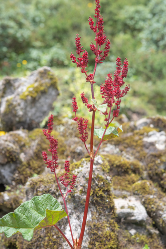 Rheum acuminatum, photograph 2
