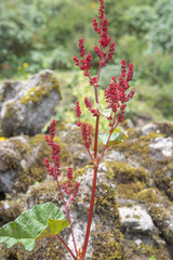 (c) Morten Ross, some rights reserved (CC BY) Rheum acuminatum, photograph (c) Morten Ross, some rights reserved (CC BY)