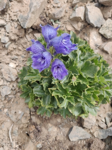 musk larkspur (Delphinium brunonianum)