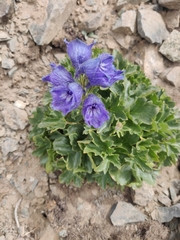 Delphinium brunonianum, photograph (c) maheshsankaran, some rights reserved (CC BY)