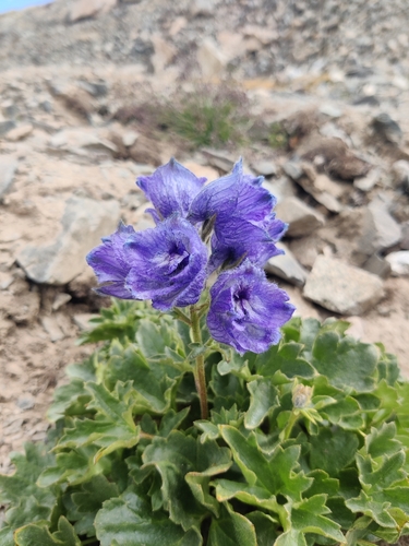 Image of Delphinium brunonianum by (c) maheshsankaran, some rights reserved (CC BY)