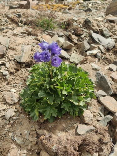 Image of Delphinium brunonianum by (c) maheshsankaran, some rights reserved (CC BY)