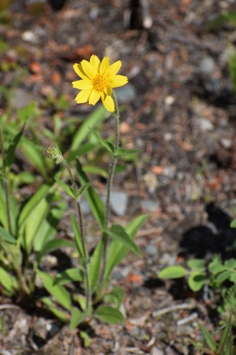 Narrowleaf arnica (Arnica angustifolia)