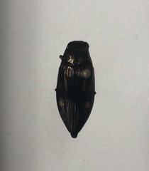 Buprestis maculipennis