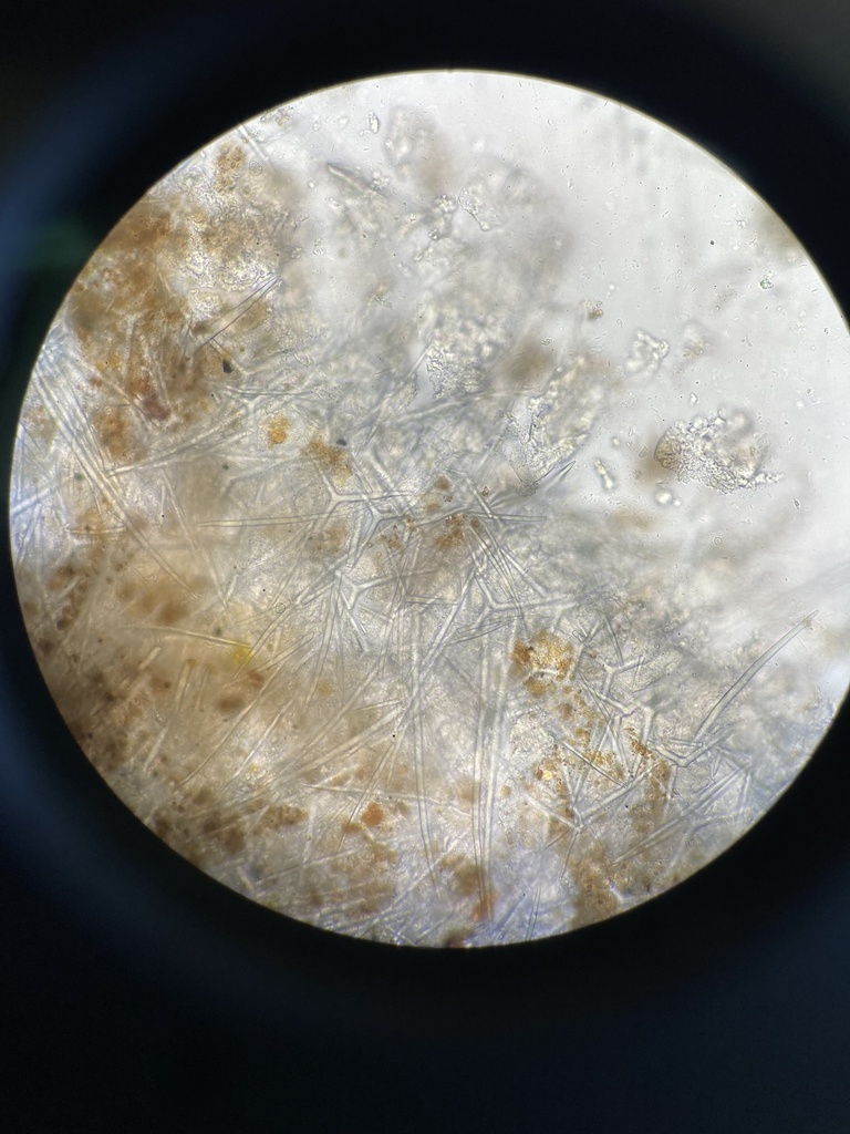 Barents Sea sponge