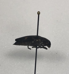 Buprestis maculipennis