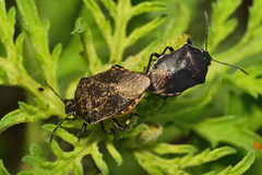 Apateticus lineolatus